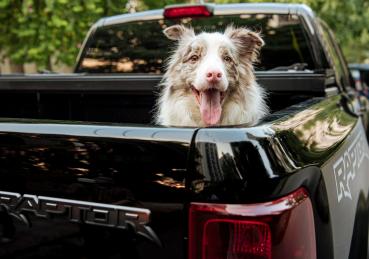 Bỏ túi 10 lời khuyên khi đi du lịch cùng thú cưng trên ô tô